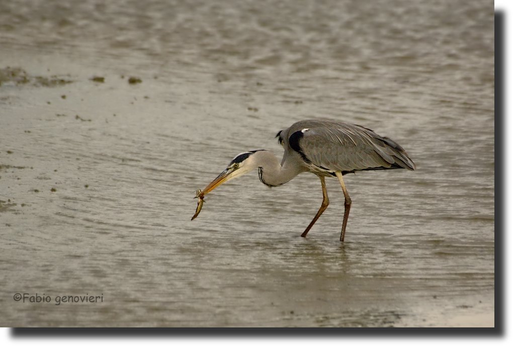 Cinerino a pesca